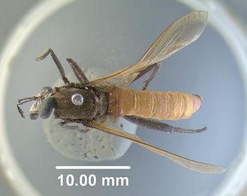 Media type: image;   Entomology 10659 Aspect: habitus dorsal view